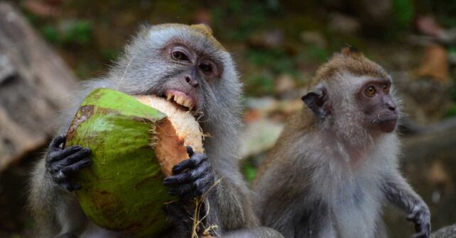 Monos alcohólicos