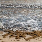Les algues envahissantes 'Rugullopteryx Okamurae', un résidu ennuyeux sur les plages des Asturies