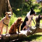 Les nouveaux médicaments «allongeront la vie» des chiens