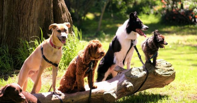 Nuevos fármacos alargarán vida perros