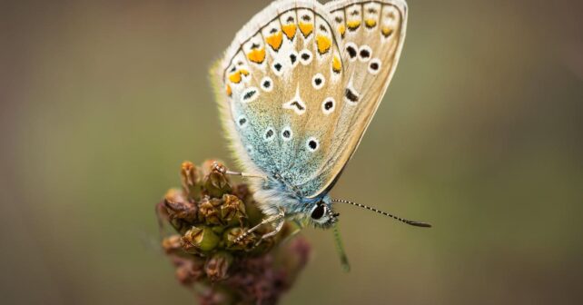 fenómenos climáticos extremos pueden colapsar poblaciones mariposas