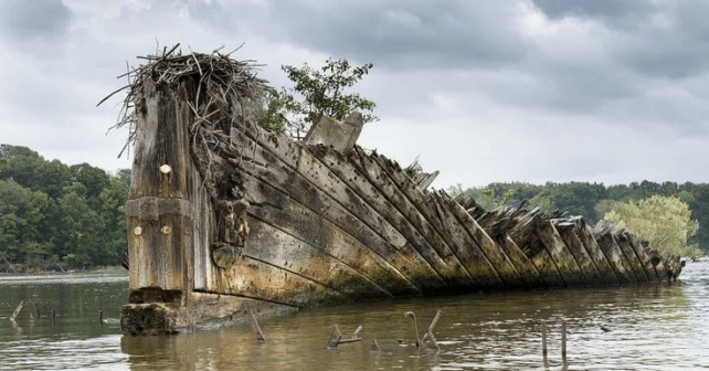 restos 2ª Guerra Mundial dan cobijo variada gran cantidad biodiversidad
