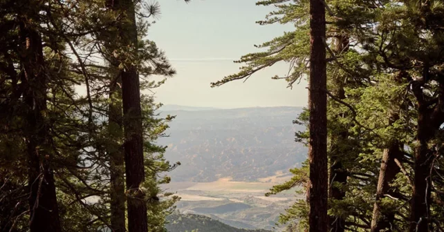 Vue entre les arbres regardant de Pine Mountain près d'Ojai, en Californie,