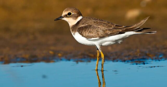 Día Mundial Aves Limícolas playeras
