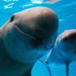 Marina Vaquita Day 2025