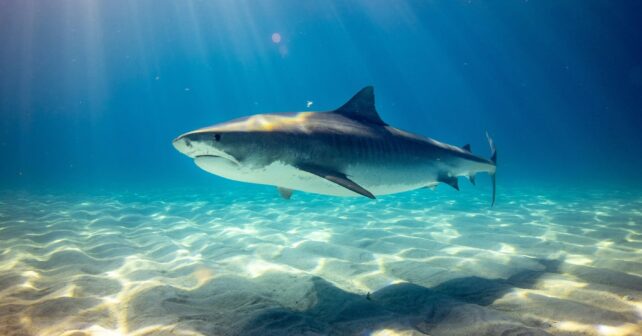 Campaña MEDITS: 800 rayas tiburones marcados Islas Baleares