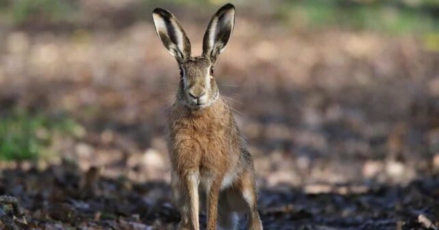 Objetivos globales biodiversidad naturaleza objetivo 1,5 grados Acuerdo París