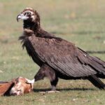 Parc national de Cabañeros: reproduction 253 poulets par 311 couples reproducteurs de vautour noir