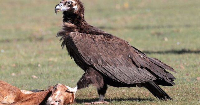 Parque Nacional Cabañeros 253 pollos 311 parejas reproductoras buitre negro