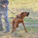 Pourquoi certains chiens n’aiment pas certaines personnes ?