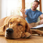 Pourquoi certains chiens n’aiment pas certaines personnes – l’explication