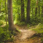 Projet GAIA: Solutions innovantes pour la prévention, l'extinction et le reboisement des forêts