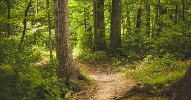 Proyecto GAIA soluciones innovadoras prevención extinción reforestación bosques