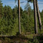 Projet IMForest: La plate-forme pour la promotion de produits forestiers non boisés est né