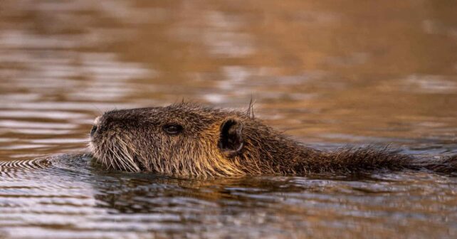 Publicado Animal Behaviour confirman cómo actividad humana influye comportamiento nutrias