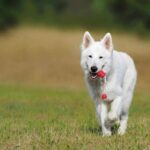 Publié dans Current Biology: Dogs peut classer les objets sans formation préalable
