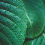 Qu'est-ce qui est compris par la nature?