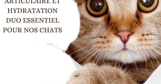 Santé articulaire et hydratation duo essentiel pour nos chats