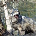 Sept «loups gris» sur dix en Europe et en Amérique du Nord sont «découragés», que ce soit par la chasse légale et illégale