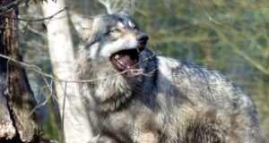 lobos grises Europa Norteamérica caza legal ilegal
