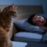 Son chat le fixe toute la nuit il le filme et comprend enfin la vérité