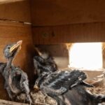 Système innovant pour le suivi de la «faune» dans les régions reculées