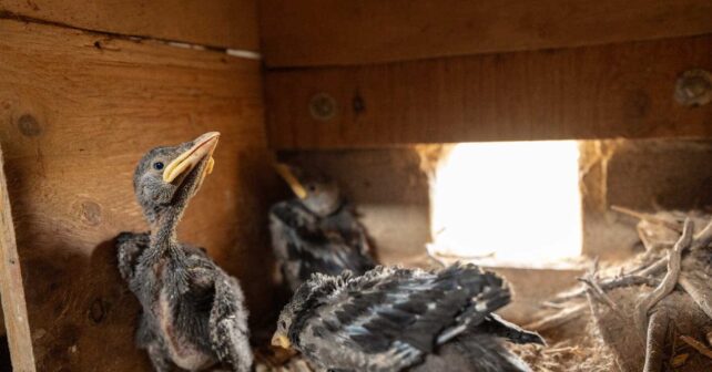 Sistema innovador seguimiento fauna salvaje zonas remotas