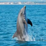 Un dauphin géant surprend les baigneurs près de Saint-Tropez
