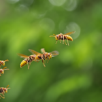 Un frelon géant et particulièrement agressif repéré en Europe