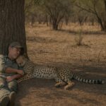 Un photographe animalier s’endort sous un arbre et se réveille avec un guépard blotti contre lui