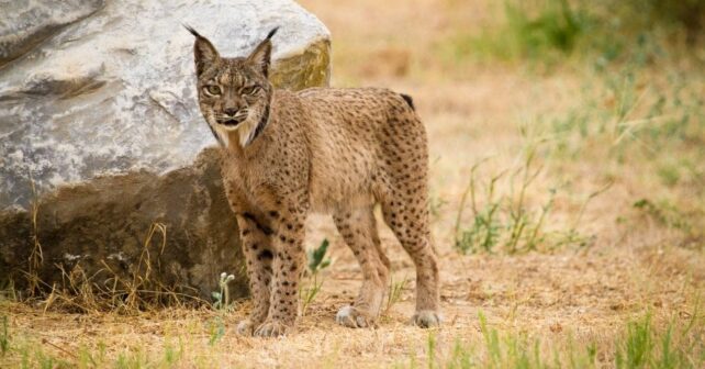 vallado perimetral carretera P-405 Palencia reducirá atropellos linces ibéricos zona reintroducción Cerrato