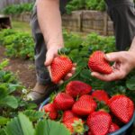Une cuillère sous chaque plant suffit pour obtenir des fraises géantes avec cet engrais maison