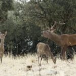 Une délégation européenne visitera le «parc national de Cabañeros» en février 2026, PP et Vox souhaitent éliminer l'interdiction de la chasse