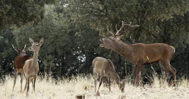 delegación europea visitará Parque Nacional de Cabañeros febrero 2026 PP Vox abolir prohibición caza