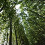 Une équipe de chercheurs révèle que la «sécheresse» ralentit la croissance des arbres et leur capacité à produire des graines