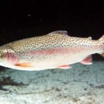 Une étude de l'Office européen de l'environnement révèle que les poissons de l'UE sont contaminés par des «substances chimiques»
