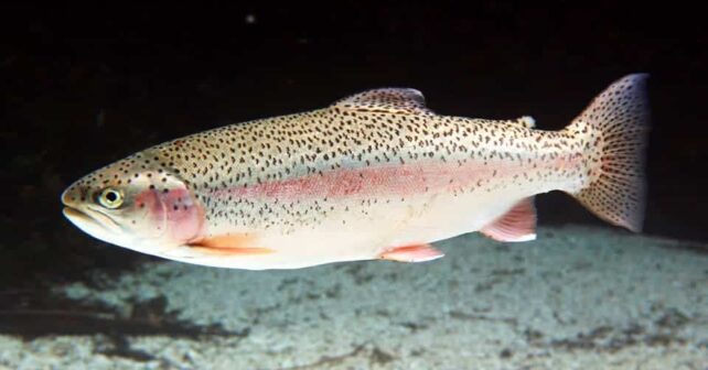 estudio Oficina Europea Medio Ambiente revela peces UE contaminados sustancias químicas
