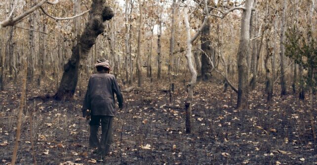 estudio publicado Nature Ecology Evolution indica bosques tardan mas recuperarse tras incendios forestales
