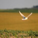 VII Edition du Congrès international de la biodiversité et de la conservation de la nature 2025, ce jeudi 18 et vendredi 19 à Séville