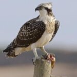 Vers 70 ans qui ne se sont pas produits, deux poulets de pêcheur d'aigle sont nés dans le parc naturel SA Dragonera