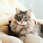 Vétérinaire : 5 chats que je n’adopterais jamais, même s’ils sont adorables