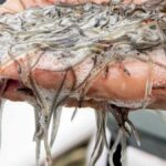 Angula dans «critique» dans le pays basque, est en dehors des limites biologiques sûres