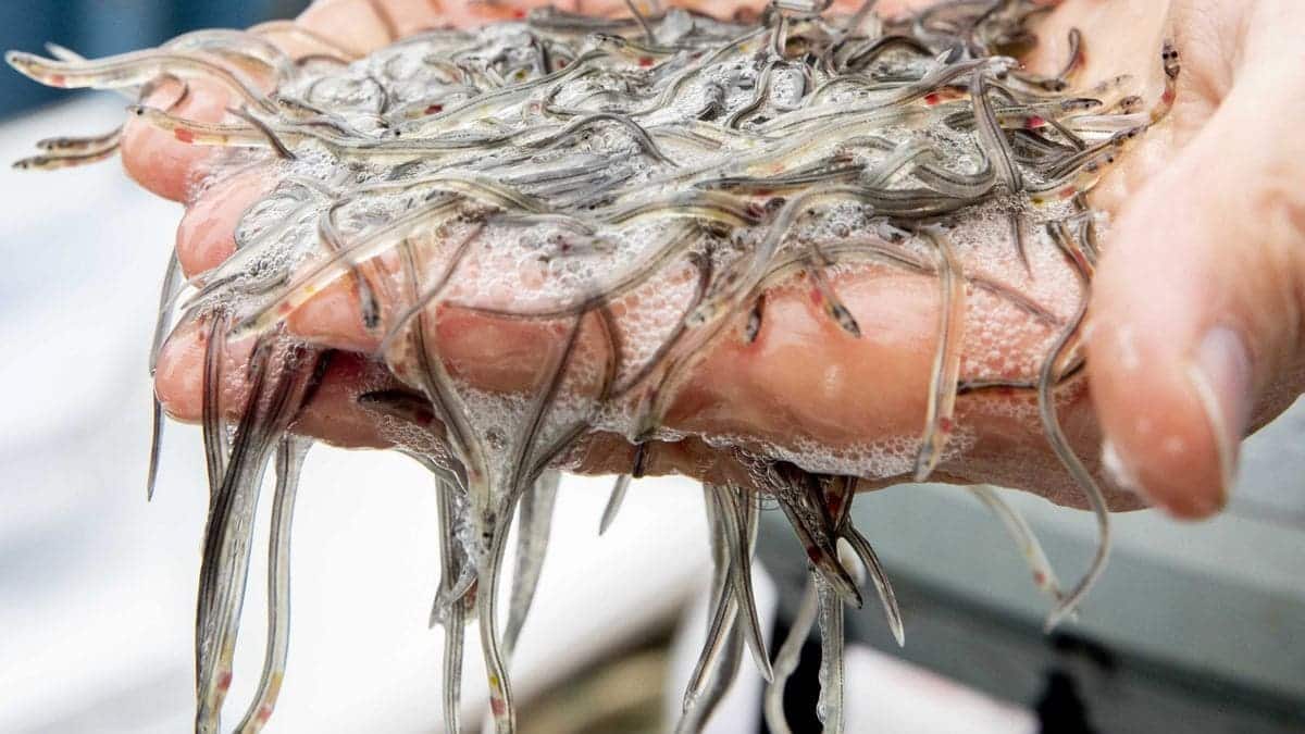 Angula Inuit Angula dans «critique» dans le pays basque, est en dehors des limites ...