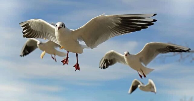 Día Aves 2025 lema Conservar aves hábitats frenar cambio climático