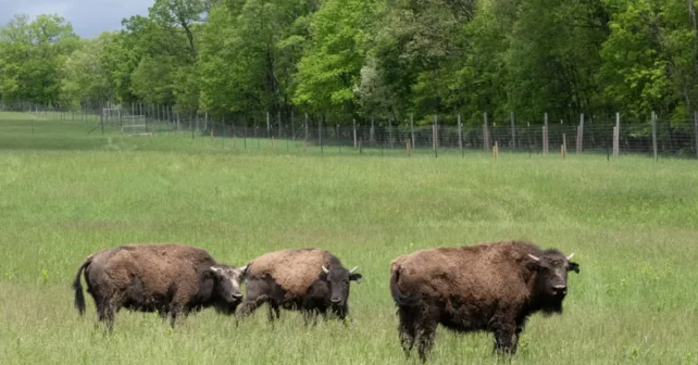 Trois bisons se tiennent dans un paddock herbeux en Pennsylvanie rurale avec une forêt d'été luxuriante en arrière-plan.