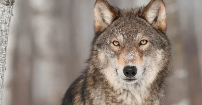 Un loup gris regarde dans la caméra avec des yeux émouvants et une toile de fond floue de papier et de neige