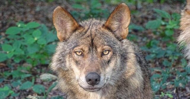 Centro Lobo Ibérico Félix Rodríguez Fuente 10 años Sierra de la Culebra Zamora