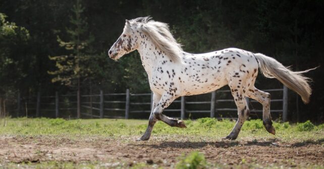 Comment choisir la race de cheval adaptée à son usage ?