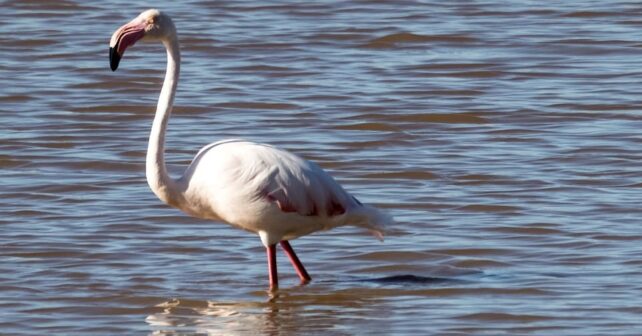 Donana hoy se decidia si se inundaba con ‘aguas mareales las ‘marismas de agua dulce el Consejo ha informado desfavorablemente1