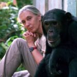 Dr Jane Goodall, célèbre éthologiste, écologiste, activiste et messager de la paix des Nations Unies, décède à 91 ans pour des causes naturelles